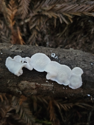  (Cyanosporus subviridis - HAY-F-006361)  @11 [ ] by (2023) Mandy Hackney Fungal Diversity Survey