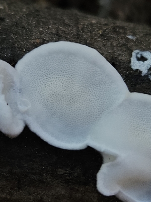  ( - HAY-F-006361)  @11 [ ] by (2023) Mandy Hackney Fungal Diversity Survey