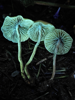  (Hypholoma sp. CA01 - HAY-F-006353)  @11 [ ] by (2023) Mandy Hackney Fungal Diversity Survey