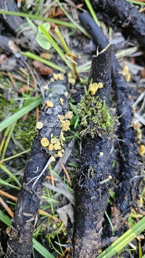  ( - HAY-F-002245)  @11 [ ] by-nc (2023) Thea Chesney Fungal Diversity Survey