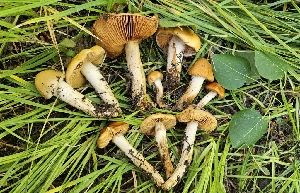  (Cortinarius sp. CA83 - HAY-F-002251)  @11 [ ] by-nc (2023) Thea Chesney Fungal Diversity Survey