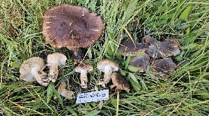  (Tricholoma sp. imbricatum-PNW10 - HAY-F-002253)  @11 [ ] by-nc (2023) Thea Chesney Fungal Diversity Survey