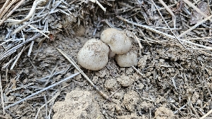  ( - HAY-F-002228)  @11 [ ] by-nc (2023) Thea Chesney Fungal Diversity Survey