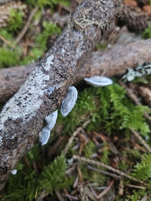  (Cyanosporus arbuti - HAY-F-006354)  @11 [ ] by (2023) Mandy Hackney Fungal Diversity Survey