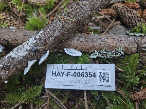  ( - HAY-F-006354)  @11 [ ] by (2023) Mandy Hackney Fungal Diversity Survey