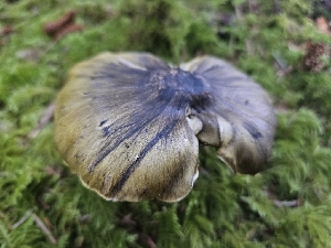  (Tricholoma atrofibrillosum - HAY-F-006356)  @11 [ ] by (2023) Mandy Hackney Fungal Diversity Survey