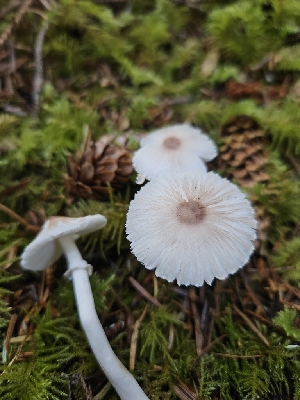  ( - HAY-F-006222)  @11 [ ] by (2023) Mandy Hackney Fungal Diversity Survey