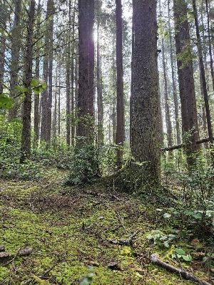  ( - HAY-F-006222)  @11 [ ] by (2023) Mandy Hackney Fungal Diversity Survey