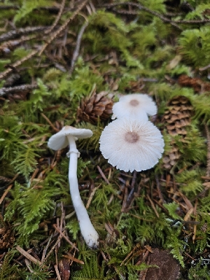  ( - HAY-F-006222)  @11 [ ] by (2023) Mandy Hackney Fungal Diversity Survey