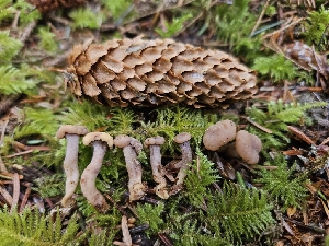  ( - HAY-F-006200)  @11 [ ] by (2023) Mandy Hackney Fungal Diversity Survey