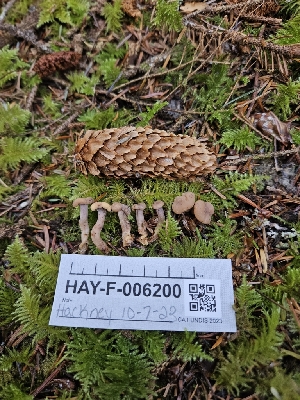  ( - HAY-F-006200)  @11 [ ] by (2023) Mandy Hackney Fungal Diversity Survey