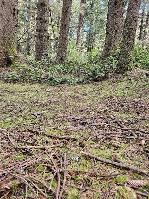  ( - HAY-F-006200)  @11 [ ] by (2023) Mandy Hackney Fungal Diversity Survey