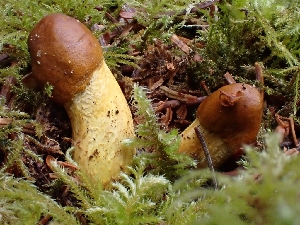 ( - HAY-F-006201)  @11 [ ] by (2023) Mandy Hackney Fungal Diversity Survey