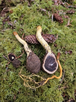  ( - HAY-F-006201)  @11 [ ] by (2023) Mandy Hackney Fungal Diversity Survey