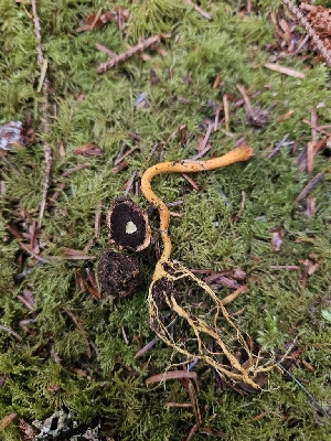  ( - HAY-F-006201)  @11 [ ] by (2023) Mandy Hackney Fungal Diversity Survey
