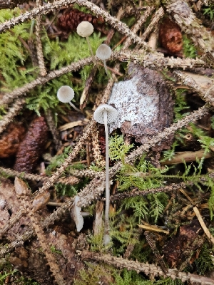  (Mycena sp. PNW05 - HAY-F-006237)  @11 [ ] by (2023) Mandy Hackney Fungal Diversity Survey