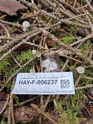 ( - HAY-F-006237)  @11 [ ] by (2023) Mandy Hackney Fungal Diversity Survey