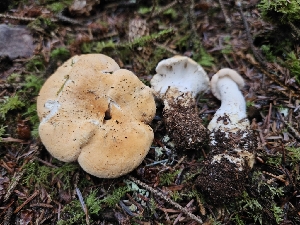  ( - HAY-F-006202)  @11 [ ] by (2023) Mandy Hackney Fungal Diversity Survey