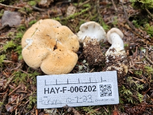  ( - HAY-F-006202)  @11 [ ] by (2023) Mandy Hackney Fungal Diversity Survey