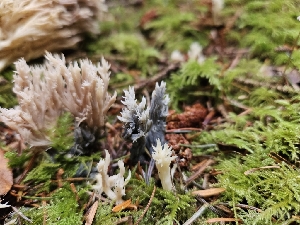  ( - HAY-F-006205)  @11 [ ] by (2023) Mandy Hackney Fungal Diversity Survey
