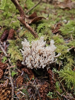  ( - HAY-F-006205)  @11 [ ] by (2023) Mandy Hackney Fungal Diversity Survey
