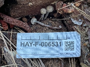  ( - HAY-F-006531)  @11 [ ] by-nc (2023) Damon Tighe Fungal Diversity Survey
