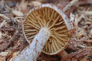  ( - HAY-F-006531)  @11 [ ] by-nc (2023) Damon Tighe Fungal Diversity Survey