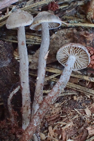  ( - HAY-F-006531)  @11 [ ] by-nc (2023) Damon Tighe Fungal Diversity Survey