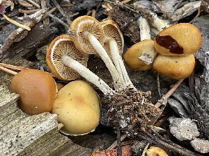  ( - HAY-F-006533)  @11 [ ] by-nc (2023) Damon Tighe Fungal Diversity Survey