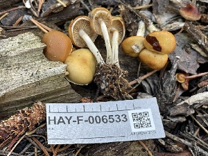  ( - HAY-F-006533)  @11 [ ] by-nc (2023) Damon Tighe Fungal Diversity Survey