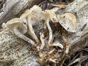  (Clitocybula - HAY-F-006534)  @11 [ ] by-nc (2023) Damon Tighe Fungal Diversity Survey