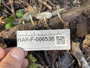  ( - HAY-F-006536)  @11 [ ] by-nc (2023) Damon Tighe Fungal Diversity Survey