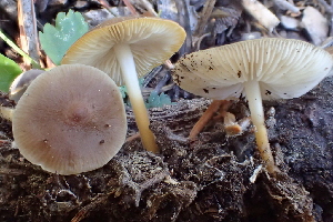  ( - HAY-F-006536)  @11 [ ] by-nc (2023) Damon Tighe Fungal Diversity Survey