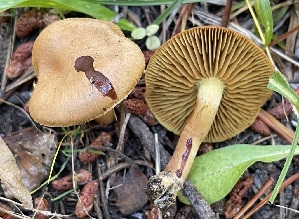  ( - HAY-F-006538)  @11 [ ] by-nc (2023) Damon Tighe Fungal Diversity Survey