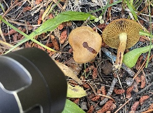 ( - HAY-F-006538)  @11 [ ] by-nc (2023) Damon Tighe Fungal Diversity Survey