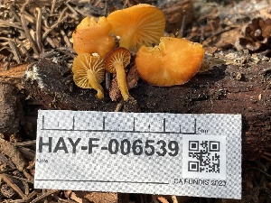  ( - HAY-F-006539)  @11 [ ] by-nc (2023) Damon Tighe Fungal Diversity Survey