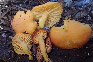  ( - HAY-F-006539)  @11 [ ] by-nc (2023) Damon Tighe Fungal Diversity Survey