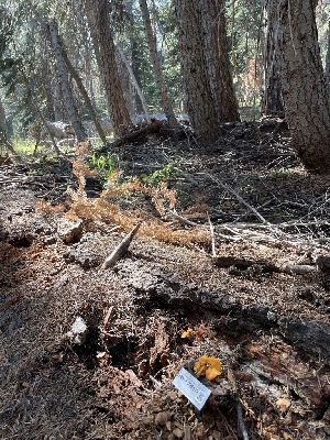  ( - HAY-F-006539)  @11 [ ] by-nc (2023) Damon Tighe Fungal Diversity Survey