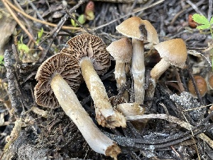  ( - HAY-F-006540)  @11 [ ] by-nc (2023) Damon Tighe Fungal Diversity Survey