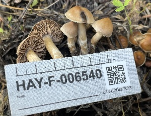  ( - HAY-F-006540)  @11 [ ] by-nc (2023) Damon Tighe Fungal Diversity Survey
