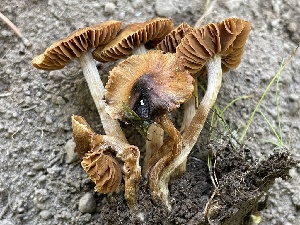  (Cortinarius sp. CA55 - HAY-F-006542)  @11 [ ] by-nc (2023) Damon Tighe Fungal Diversity Survey