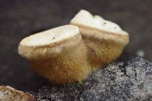  ( - HAY-F-006543)  @11 [ ] by-nc (2023) Damon Tighe Fungal Diversity Survey