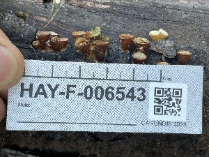  ( - HAY-F-006543)  @11 [ ] by-nc (2023) Damon Tighe Fungal Diversity Survey