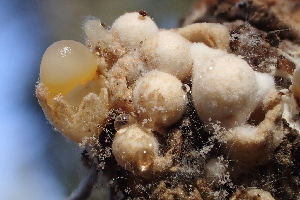  (Sphaerobolus sp. CA02 - HAY-F-006546)  @11 [ ] by-nc (2023) Damon Tighe Fungal Diversity Survey