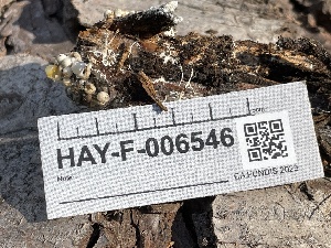  ( - HAY-F-006546)  @11 [ ] by-nc (2023) Damon Tighe Fungal Diversity Survey