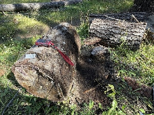  ( - HAY-F-006546)  @11 [ ] by-nc (2023) Damon Tighe Fungal Diversity Survey
