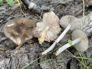  (Pluteus sp. pouzarianus-CA01 - HAY-F-006547)  @11 [ ] by-nc (2023) Damon Tighe Fungal Diversity Survey
