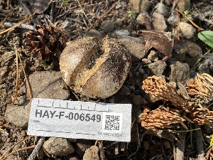  ( - HAY-F-006549)  @11 [ ] by-nc (2023) Damon Tighe Fungal Diversity Survey