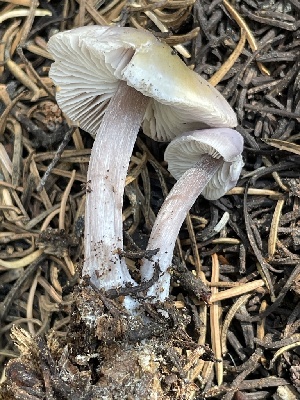  ( - HAY-F-006552)  @11 [ ] by-nc (2023) Damon Tighe Fungal Diversity Survey