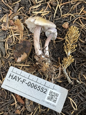  ( - HAY-F-006552)  @11 [ ] by-nc (2023) Damon Tighe Fungal Diversity Survey